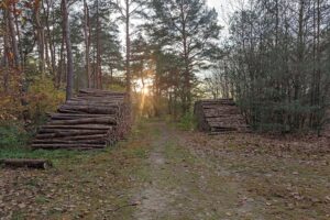 Holzstämme in einer Baumschule, symbolisierend die Entwicklung der Grünflächen in Brandenburg.