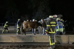 Pferd wird sicher aus umgekipptem Anhänger befreit nach schwerem Autobahnunfall.
