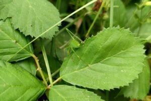Grashüpfer auf blühender Wiese symbolisieren Biodiversität und den dringenden Schutz der Natur.