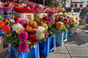 Blumen und Zierpflanzen in einem floristischen Geschäft, Symbol für deutsche Gartenbauindustrie.