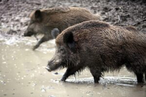 Wildschweinjagd zur Eindämmung der Afrikanischen Schweinepest, Geschwindigkeitsbegrenzung und Betretungseinschränkungen.