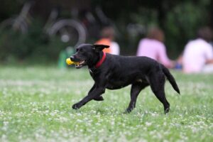 Ein Hund vor einem Park, mit Warnschildern über Giftköder im Hintergrund.