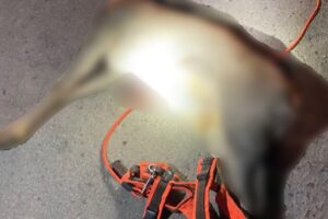 Ein Rehbock-Kadaver mit orangefarbenem Geschirr und Leine, daneben ein Aufruf zur Zeugenmeldung.
