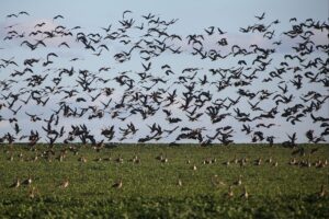 Blässgänse in natürlicher Umgebung; Warnung vor Vogelgrippe, Schutzmaßnahmen für Geflügelhaltungen.