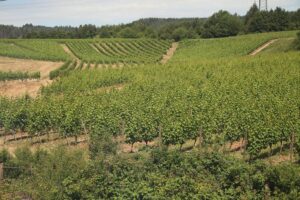 Weinberg mit Trauben, rheinland-pfälzische Landschaft, Symbol für deutschen Weinbau und Qualität.