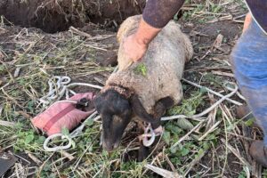 Ein Schaf, gerettet aus einem Erdloch, steht sicher auf der Wiese.
