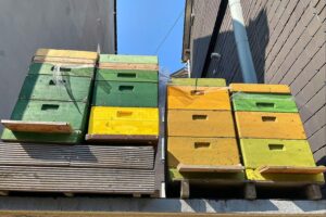 Bienenkästen und Natur, Schüler lernen über Honigbienen und deren Bedeutung für die Umwelt.