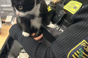 Kuschelige Katze sitzt in Polizeigewahrsam, umgeben von Polizisten und weihnachtlicher Stimmung.