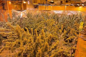 Polizei entdeckt Cannabisplantage in ehemaliger Gaststätte, mehrere hundert Pflanzen und geerntetes Marihuana.