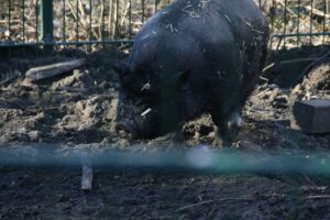 Schweinehaltung in Deutschland: Statistiken über Bestand und Betriebe, Angler Sattelschwein.