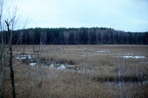 34 Millionen Euro für Moor-Renaturierung in der Region Hannover Moorlandschaft mit Wasserflächen und Vegetation, symbolisiert den Fokus auf Moorschutz und Klimaschutz.