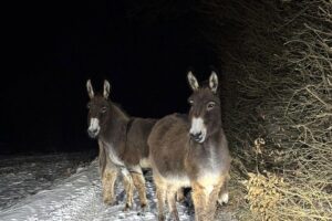 Drei Esel, erschrocken von Polizeiwagen, auf der Landstraße in Oberwiesen.