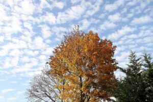 Herbstlicher Baum, Düsseldorfer Stadtansicht, bevorstehende Baumfällungen und Neubepflanzung in der Stadt.