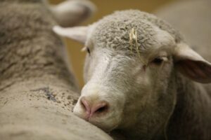 Ein Schäfer mit Schafen, Diskussion über Schafhaltung und Tiergesundheit, Einladung zum Fachabend.
