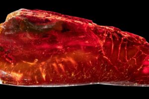 Eine 40 Millionen Jahre alte Ameise, fossil im Bernstein eingeschlossen, dargestellt im 3D-Modell.