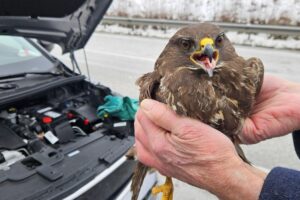 Ein Habicht im Kühlergrill eines Autos, nach Kollision auf der Autobahn gerettet.