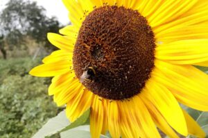 Hummel bestäubt Sonnenblume: Symbol für Biodiversität und Herausforderungen durch Trockenheit in Niedersachsen.