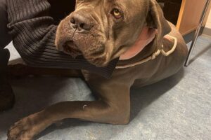 Ein Hund sitzt sicher auf einem Standstreifen der Autobahn A6, von der Polizei gerettet.