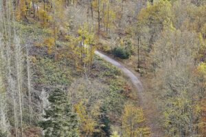 Niedersachsen bereitet Wolfsmanagementplan vor Wald mit Weg, der zur nachhaltigen Bewirtschaftung und Wiederaufforstung einlädt.