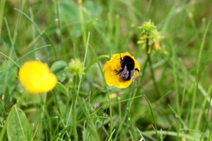 Hummel bestäubt Blüte, demonstriert effiziente Entscheidungsfindung und Anpassung bei der Nahrungssuche.