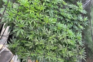 Sichere Cannabisplantage mit Waffen und Drogen in Wohnung, Polizei führt Durchsuchung durch.