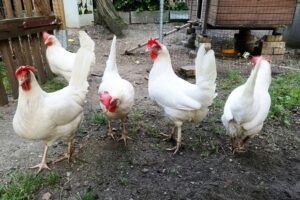 Hühner und Enten in einem Mastbetrieb, betroffen von Verdacht auf Geflügelpest.