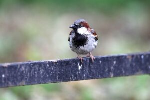 Haussperling in Berlin, Hintergrundinformation zur Vogelgrippe H5N1 unter Wildvögeln.