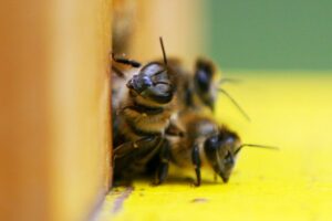 Bienen auf dem Dach des Bundestages, symbolisch für Naturschutz und urbanen Lebensraum.