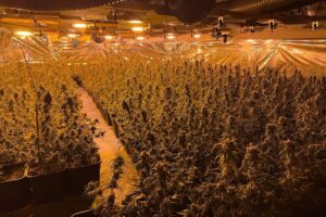 Große Cannabis-Plantage in Scheune entdeckt, 800 Pflanzen und 32 kg Marihuana beschlagnahmt.