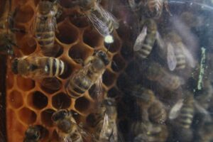 Naturnahes Gärtnern: Bienen, Schmetterlinge und Tipps zur Förderung der Artenvielfalt.