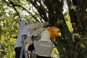 Bienenvolk auf Spielplatz, Feuerwehr und Imker bei Umsiedlung im Einsatz.