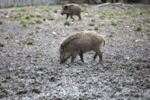 Verstrahlte Wildschweine in der Natur, symbolisieren die langfristigen Folgen der Tschernobyl-Katastrophe.