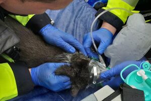Verletzte Katze nach Balkonbrand, Feuerwehr rettet Tier, Wohnung unbewohnbar, schnelle Löscharbeiten.