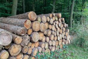 Holzstämme im Wald, symbolisieren den Rückgang des Holzeinschlags in Deutschland im Jahr 2025.