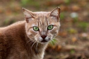 Bild von verwilderter Katze, umgeben von Natur, symbolisiert Kastrationsprogramm des Landes Nordrhein-Westfalen.