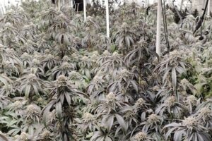 Illegale Cannabis-Plantage mit zahlreichen Pflanzen und Polizeieinsatz in Garbsen.