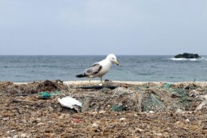 Möwe mit Müll am Strand, symbolisiert Umweltverschmutzung und Herausforderungen der Umweltkriminalität.