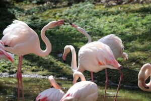 Flamingos im Tierpark Chemnitz: Zucht und Abgabe an Tiergarten Ludwigslust für Artenschutz.