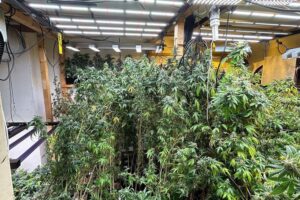 Professionelle Cannabis-Plantage mit zahlreichen Pflanzen und Drogenbesitz in einer Wohnung entdeckt.