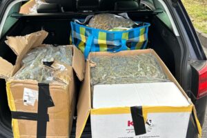 Zollbeamte kontrollieren Auto, entdecken 31 kg Marihuana, Fahrer ohne gültige Papiere und Lizenz.