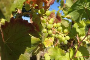 Weinstock mit Trauben, symbolisiert die erfolgreiche Weinernte in Sachsen-Anhalt 2025.
