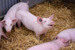 Ferkel in einem Stall, Symbole für Tierwohl und bayerische Landwirtschaftsunterstützung.