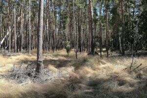 Waldszenen mit vielfältigen Baumarten, um klimabewusste Forstwirtschaft und neue Artenvielfalt zu fördern.