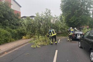 Sturmgeschädigte Bäume und Feuerwehr im Einsatz zur Beseitigung von Sturmschäden in Celle.