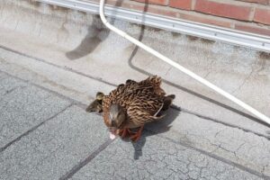 Entenmutter und Küken auf Dachterrasse, Feuerwehr berät über Rückführung ins Stadtpark-Gebiet.