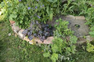 Ein bepflanzter Garten, der Gemeinschaft und besondere menschliche Verbindungen symbolisiert.