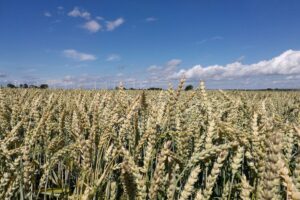 Getreideanbau in Deutschland: Winterweizen und Wintergerste dominieren die Anbauflächen für 2026.