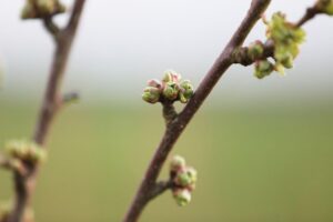 Junge Obstbäume, frische Knospen, trockene Bedingungen, Pflegehinweise, Wasserbedarf, Schutz und Nährstoffversorgung.