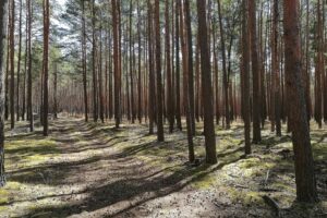Grüner Wald mit gesunden Bäumen, symbolisch für Stabilisierung trotz schwieriger Wetterbedingungen.