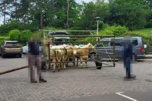 Kühe im Treibwagen auf dem Weg zurück zur Weide nach unerlaubtem Krankenhausbesuch.